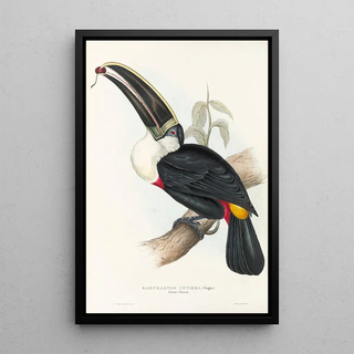 John Gould - A monograph of the Ramphastidae or family of toucans Pl02.webp
