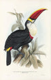Une monographie des Ramphastidae ou familie des toucans Pl03 - John Gould — weergave van het kunstwerk