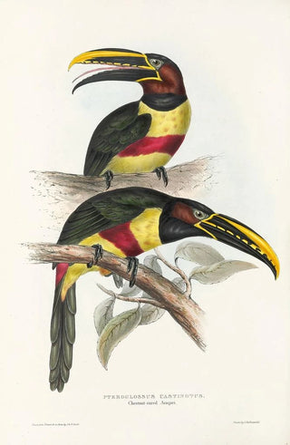 John Gould - A monograph of the Ramphastidae or family of toucans Pl13.webp