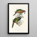 Une monographie des Ramphastidae ou famille des toucans Pl21 - John Gould — ingelijst kunstwerk aan de muur