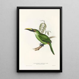 John Gould - A monograph of the Ramphastidae or family of toucans Pl30.webp