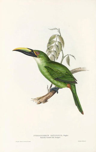 John Gould - A monograph of the Ramphastidae or family of toucans Pl30.webp