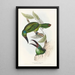 Une monographie des Ramphastidae ou familie des toucans Pl32 - John Gould — ingelijst kunstwerk aan de muur