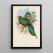 Een monografie van de Trogonidae of familie van de trogons Pl03 - John Gould — ingelijst kunstwerk aan de muur