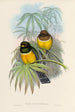 Une monographie des Trogonidae ou familie des trogons Pl06 - John Gould — weergave van het kunstwerk