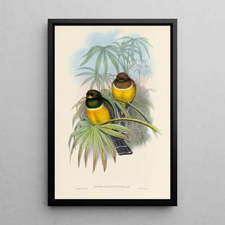 John Gould - A monograph of the Trogonidae or family of trogons Pl06.webp