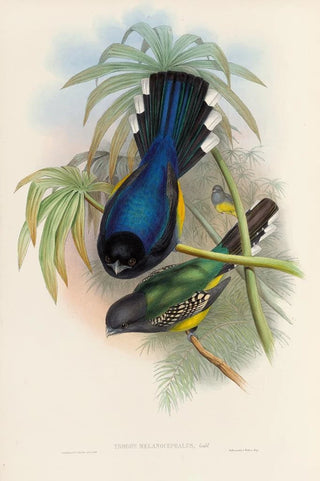 John Gould - A monograph of the Trogonidae or family of trogons Pl07.webp