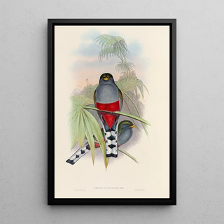 John Gould - A monograph of the Trogonidae or family of trogons Pl10.webp