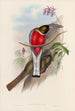 Een monografie van de Trogonidae of familie van de trogons Pl11 - John Gould — weergave van het kunstwerk