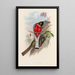 Een monografie van de Trogonidae of familie van de trogons Pl11 - John Gould — ingelijst kunstwerk aan de muur