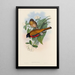 Une monographie des Trogonidae ou familie des trogons Pl13 - John Gould — ingelijst kunstwerk aan de muur