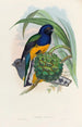 Une monographie des Trogonidae ou famille des trogons Pl19 - John Gould — weergave van het kunstwerk