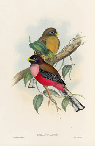 John Gould - A monograph of the Trogonidae or family of trogons Pl22.webp