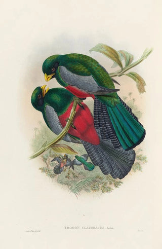 John Gould - A monograph of the Trogonidae or family of trogons Pl29.webp
