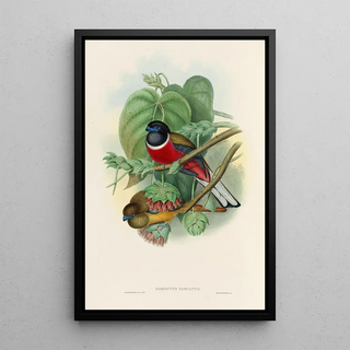 John Gould - A monograph of the Trogonidae or family of trogons Pl35.webp