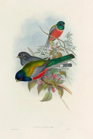 John Gould - A monograph of the Trogonidae or family of trogons Pl43.webp