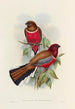 Une monographie des Trogonidae ou famille des trogons Pl47 - John Gould — weergave van het kunstwerk
