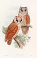Chouette bay - John Gould — weergave van het kunstwerk