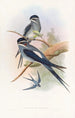 Hémiprocné barbu - John Gould — weergave van het kunstwerk
