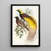 Oiseau de paradis Paradisea apoda - John Gould — ingelijst kunstwerk aan de muur