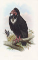 Vautour noir - John Gould — weergave van het kunstwerk