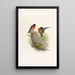 Hirondelle des bungalows - John Gould — ingelijst kunstwerk aan de muur