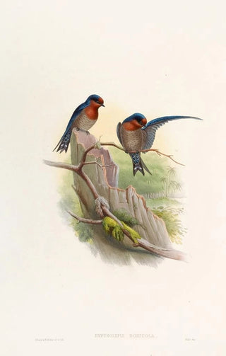 John Gould - Bungalow Swallow.webp