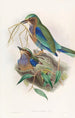 Rollier birman - John Gould — weergave van het kunstwerk