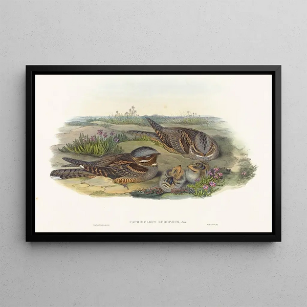 John Gould - Caprimulgus europaeus.webp