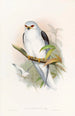 Elanus célèbre - John Gould — weergave van het kunstwerk
