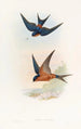 Hirondelle mosquée de Ceylan - John Gould — weergave van het kunstwerk