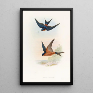 John Gould - Ceylonese MosqueSwallow.webp