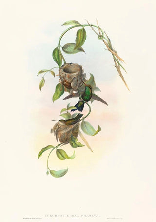 John Gould - Chlorostilbona prasina.webp