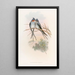 Hémiprocné couronné - John Gould — ingelijst kunstwerk aan de muur