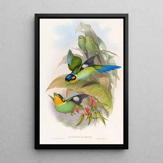 John Gould - Dalhousies Eurylaime.webp