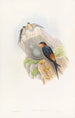 Hirondelle mosquée daurienne - John Gould — weergave van het kunstwerk