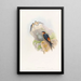 Hirondelle mosquée daurienne - John Gould — ingelijst kunstwerk aan de muur