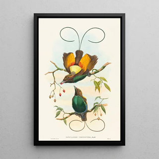 John Gould - Diphyllodes chrysoptera.webp