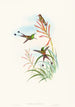 Discura longicauda - John Gould — weergave van het kunstwerk