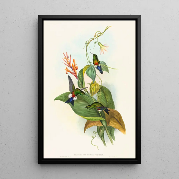 John Gould - Eriocnemis cupreiventris.webp