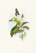 Eucephala caerulea - John Gould — weergave van het kunstwerk