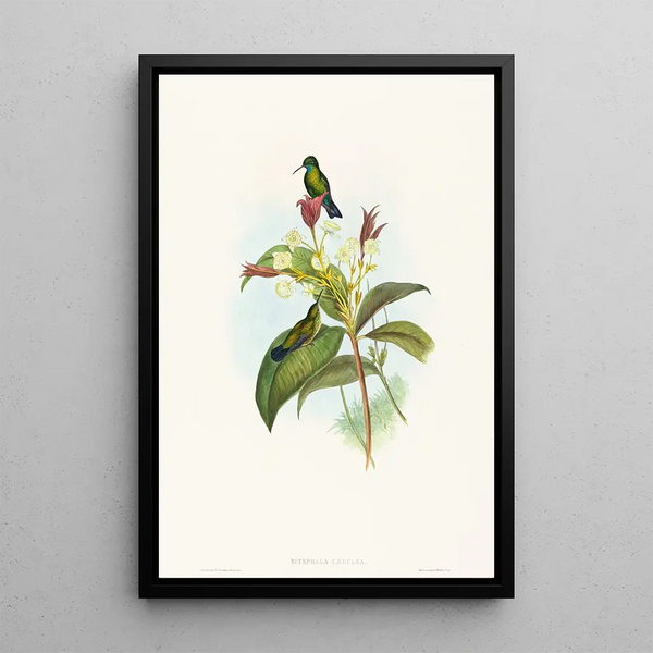 John Gould - Eucephala caerulea.webp