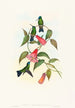 Eucephala smaragdocaerulea - John Gould — weergave van het kunstwerk