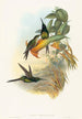 Eugénie keizerin - John Gould — weergave van het kunstwerk