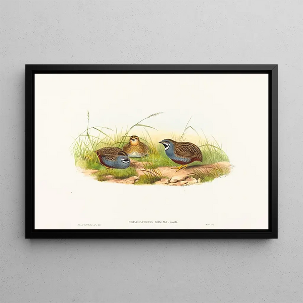 John Gould - Excalftoria minima.webp
