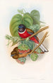 Trogon fascié - John Gould — weergave van het kunstwerk