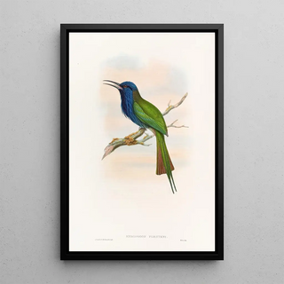 John Gould - Forstens Beeeater.webp