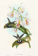 Glaucis fraseri - John Gould — weergave van het kunstwerk