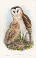 Effraie des herbes - John Gould — weergave van het kunstwerk