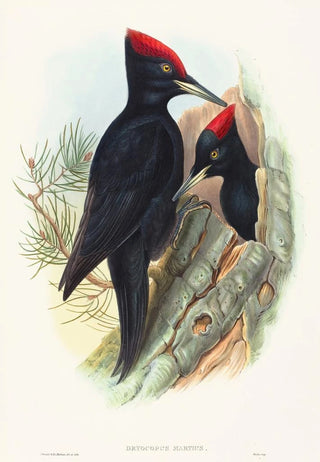 John Gould - Great Black Woodpecker.webp